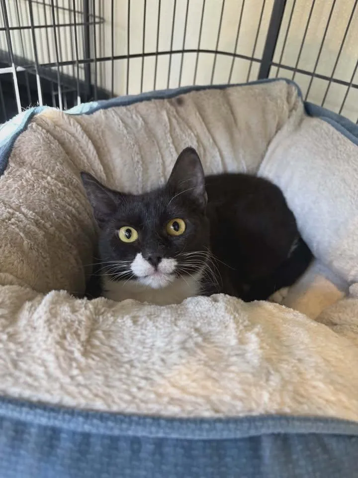 A young medium-sized female Black & White / Tuxedo Domestic Short Hair cat named Eclipse for adoption in Winthrop, ME