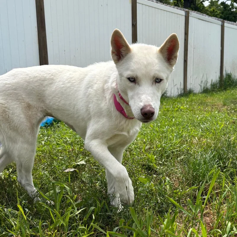 An adult medium-sized female White / Cream Siberian Husky dog named Anaya for adoption in West Des Moines, IA