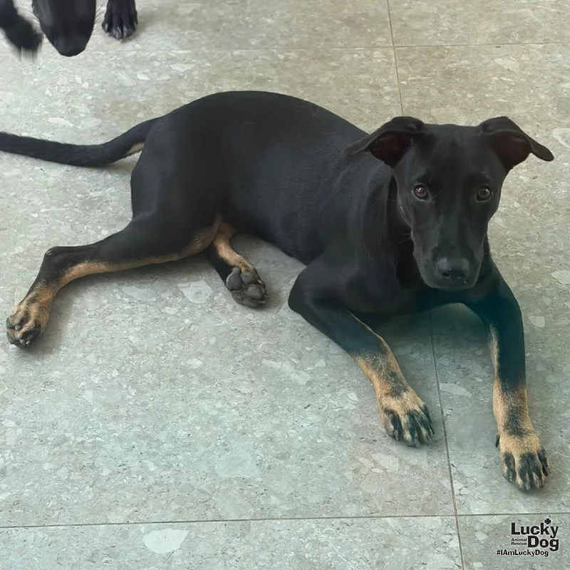 A baby large-sized male Labrador Retriever dog named Blackie for adoption in Washington, DC