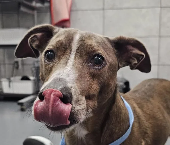An adult medium-sized male Hound dog named Badger for adoption in Canton, GA