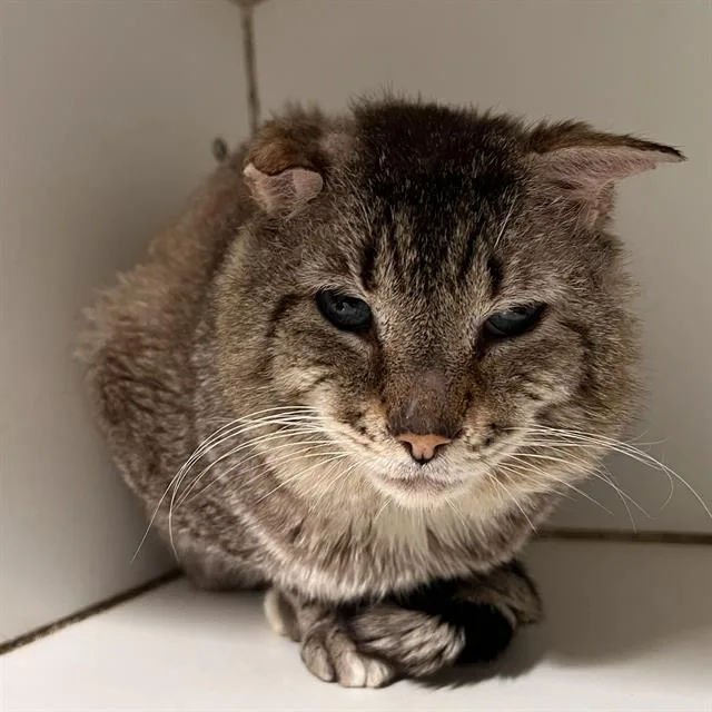 An adult small-sized male Domestic Short Hair cat named Bunny for adoption in Methuen, MA