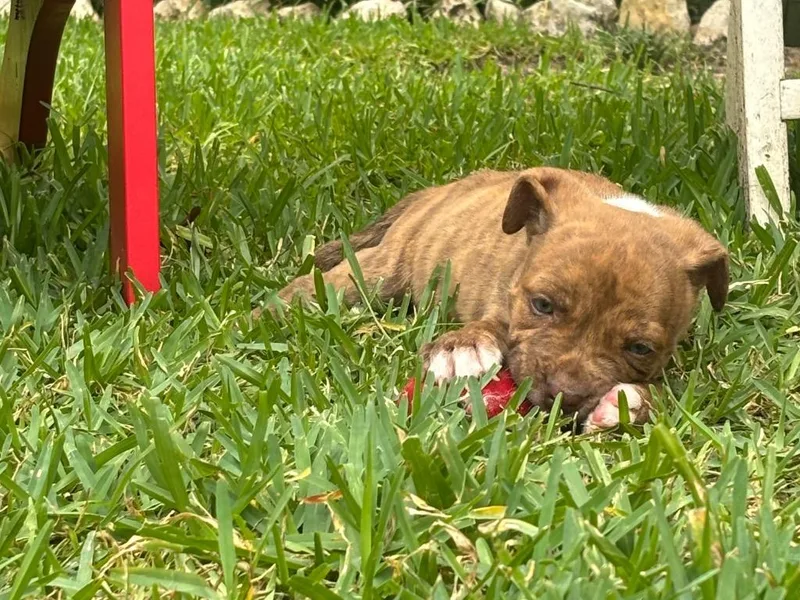 A baby small-sized male Brindle Pit Bull Terrier dog named Chimichanga for adoption in Austin, TX