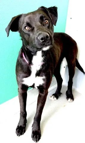 A young medium-sized female Labrador Retriever dog named A for adoption in Visalia, CA