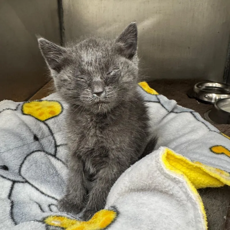 A baby small-sized male Gray / Blue / Silver Domestic Short Hair cat named Cody for adoption in Redwood Falls, MN