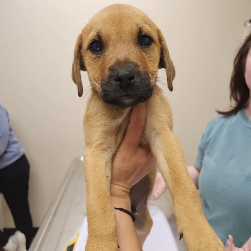 Flapjack thumbnail 2