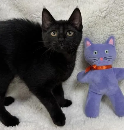 A baby small-sized female Domestic Short Hair cat named Tootie $ for adoption in Seneca, SC
