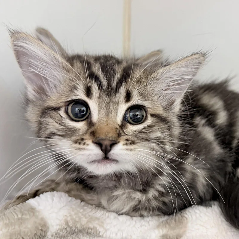 A baby small-sized female Brown / Chocolate Domestic Medium Hair cat named Elphie for adoption in Oakland, CA