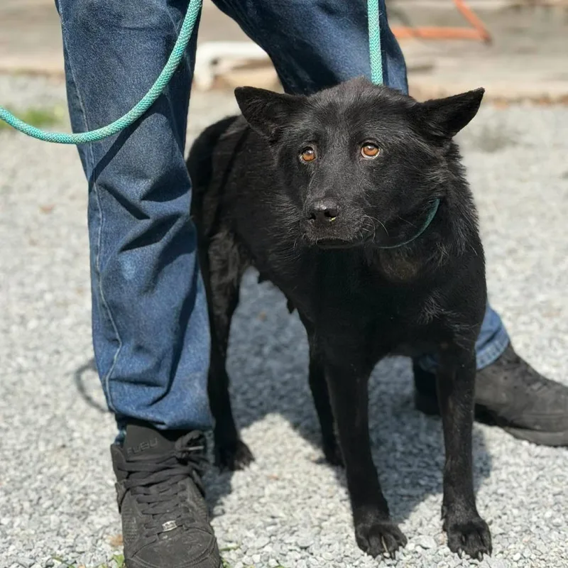 An adult medium-sized female Black Shepherd dog named Harlow for adoption in Washington, DC