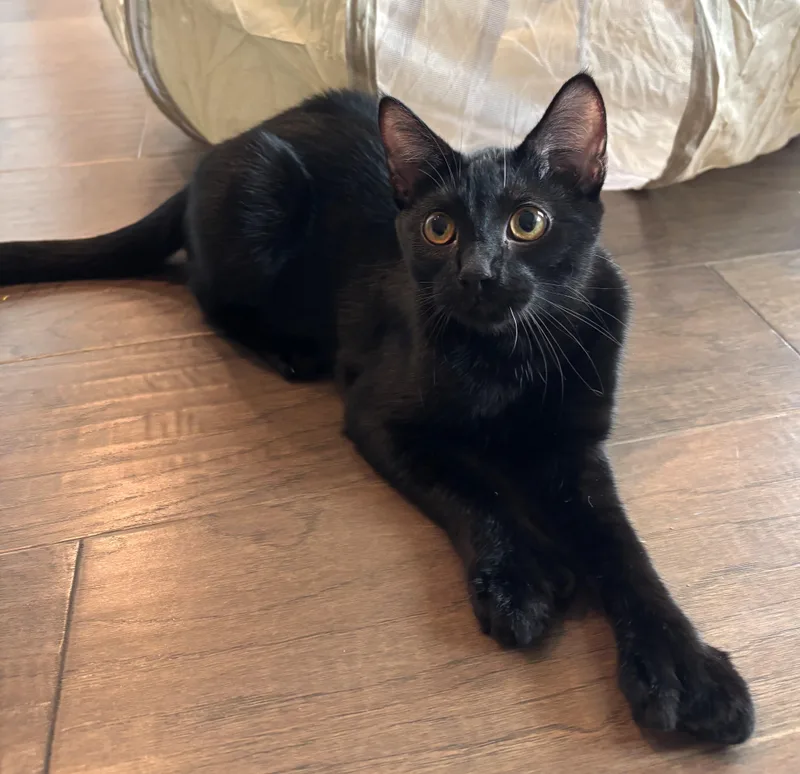 An adult medium-sized male Black Extra-Toes Cat / Hemingway Polydactyl named Toeby for adoption in Bentonville, AR