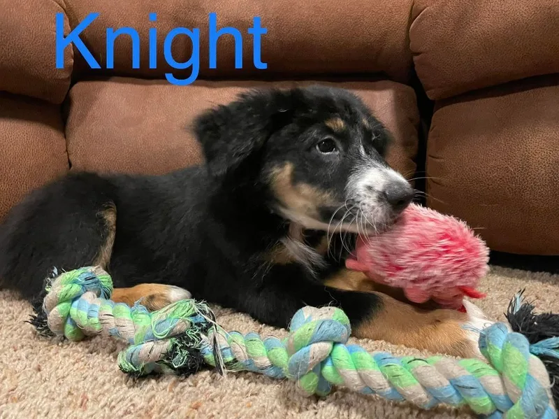 A young medium-sized male Australian Shepherd dog named Lexi's Knight aka Finley for adoption in Las Vegas, NV
