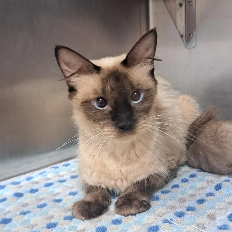 A young medium-sized female White Siamese cat named Lavash for adoption in Pensacola, FL