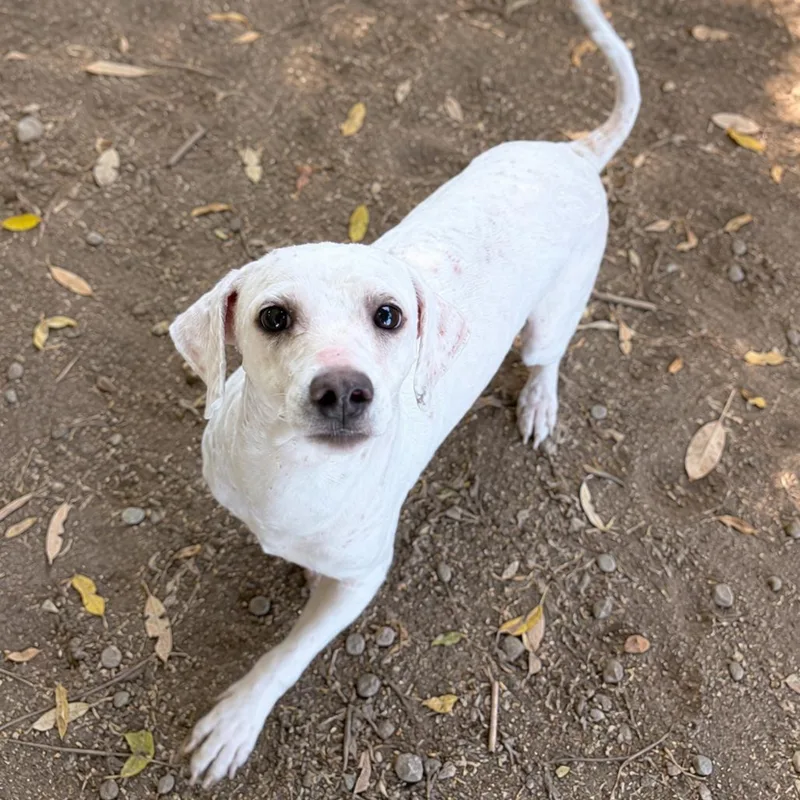 A young small-sized male White / Cream Miniature Poodle dog named Jackie for adoption in Sonoma, CA
