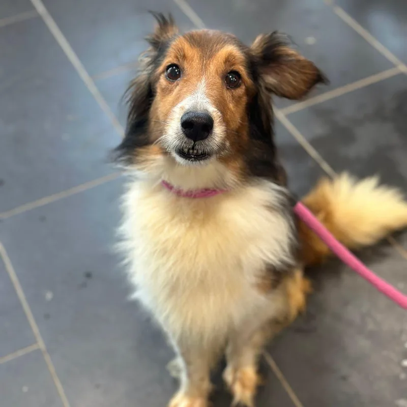 An adult small-sized female Shetland Sheepdog / Sheltie dog named Holly for adoption in Philadelphia, PA