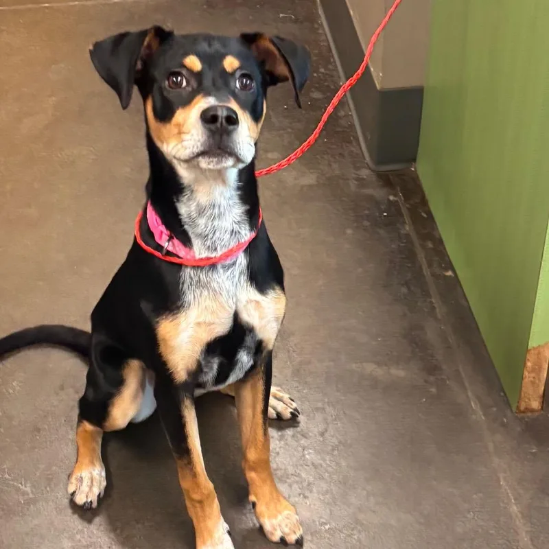 A baby medium-sized female Black Hound dog named Jesse for adoption in Norman, OK