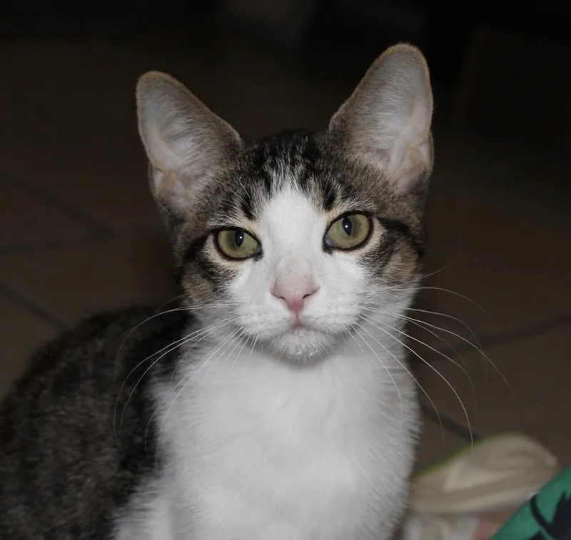 A baby medium-sized male Tabby (Gray / Blue / Silver) Domestic Short Hair cat named Buster Brother of for adoption in Spring Branch, TX