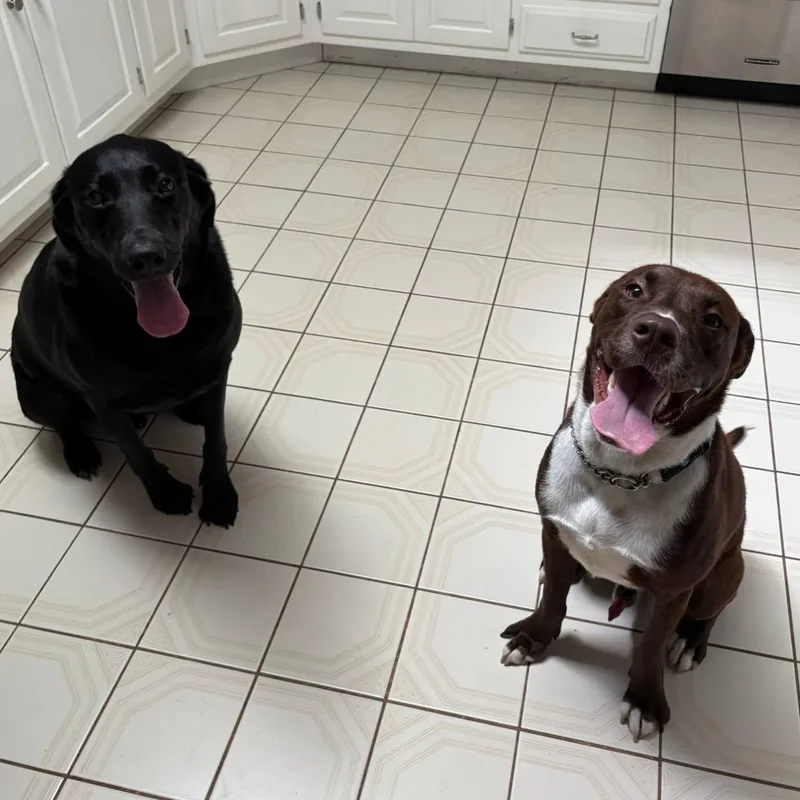 A young medium-sized male Brown / Chocolate Labrador Retriever dog named River for adoption in LEMONT, IL