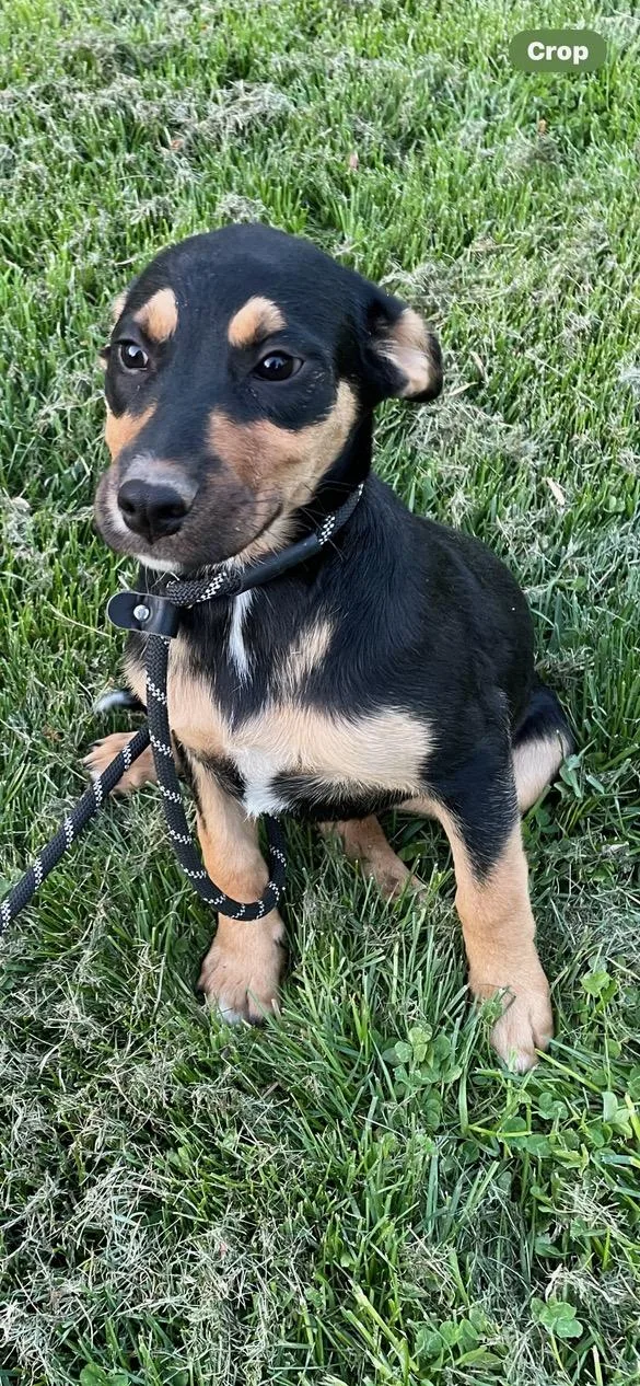 A baby medium-sized female Tricolor (Brown, Black, & White) Mixed Breed dog named Poppy for adoption in Lincoln University, PA