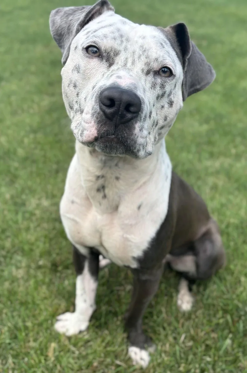 A young medium-sized male Pit Bull Terrier dog named Milo for adoption in Framingham, MA
