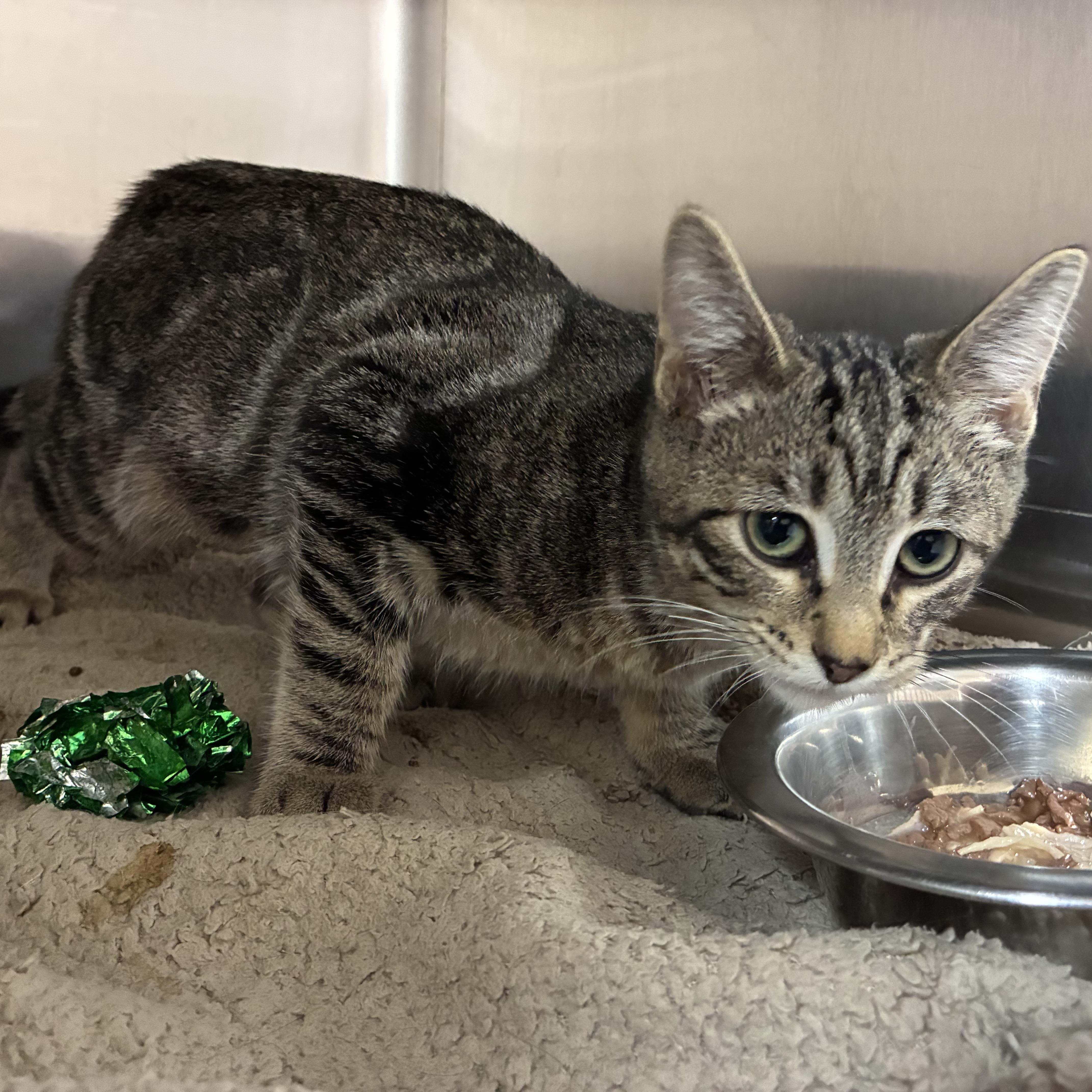 A baby medium-sized female Domestic Short Hair cat named Lainey for adoption in Petersburg, IL