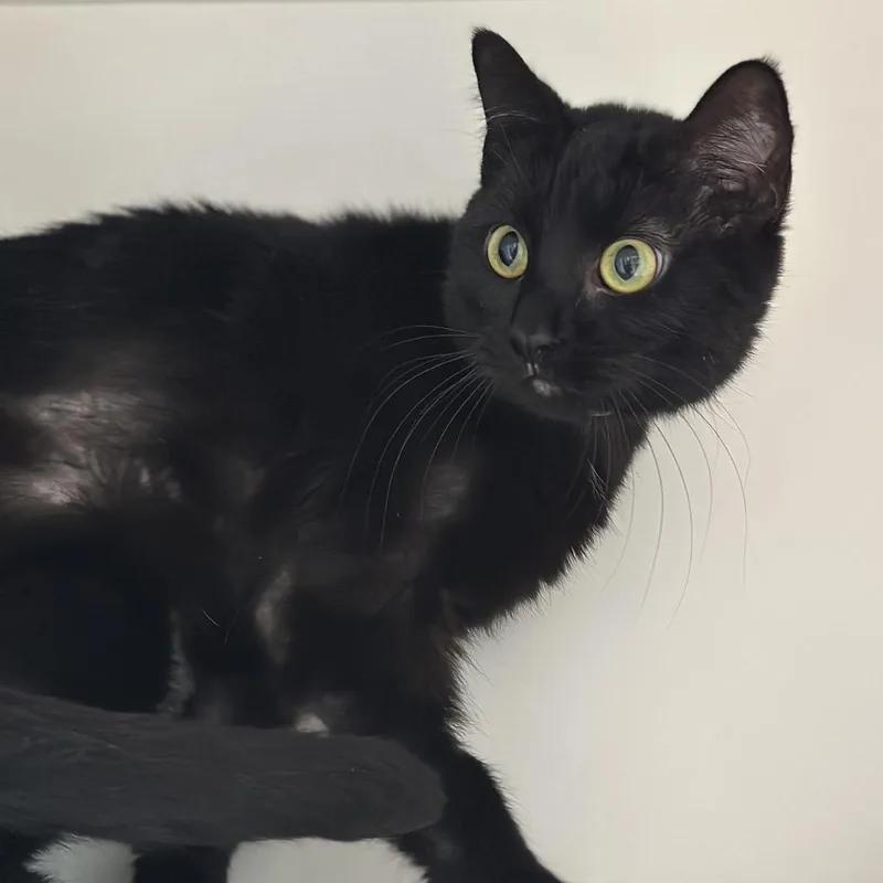 Miss Demeanor thumbnail 2