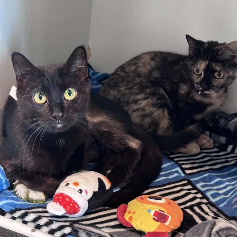 Miss Demeanor thumbnail 3