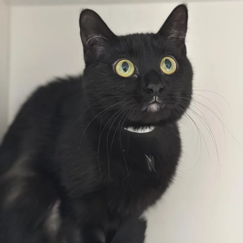 Miss Demeanor thumbnail 4