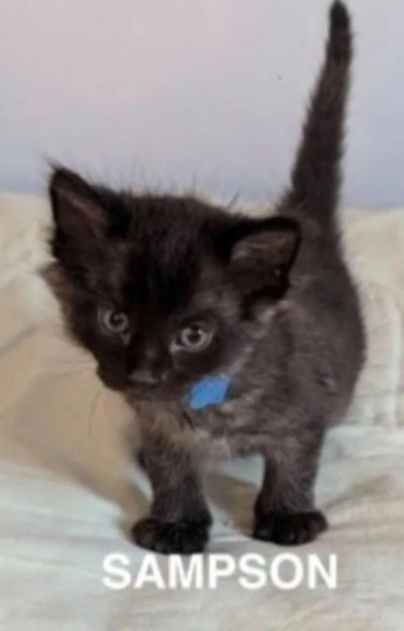 Sampson thumbnail 2
