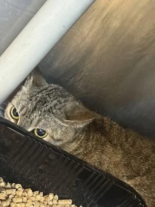 A young medium-sized female Domestic Short Hair cat named Little girl for adoption in Shreveport, LA