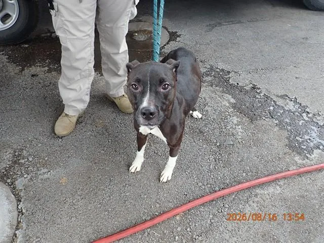 An adult large-sized female Pit Bull Terrier dog named Roxy for adoption in Tucson, AZ