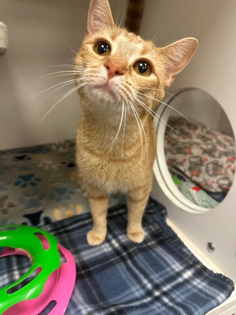 A young small-sized female Domestic Short Hair cat named Ethel for adoption in Johnson City, TN