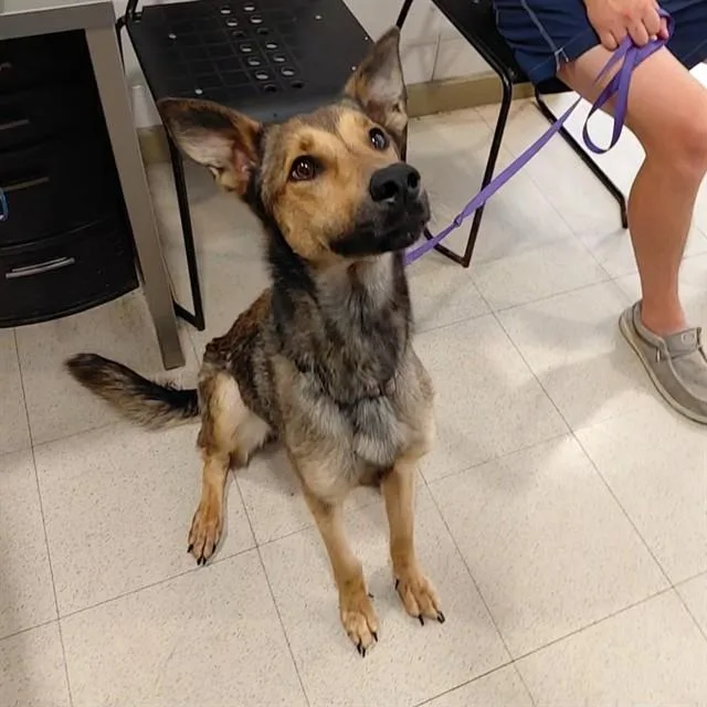 A young large-sized female German Shepherd Dog dog named Haley for adoption in Huntsville, AL