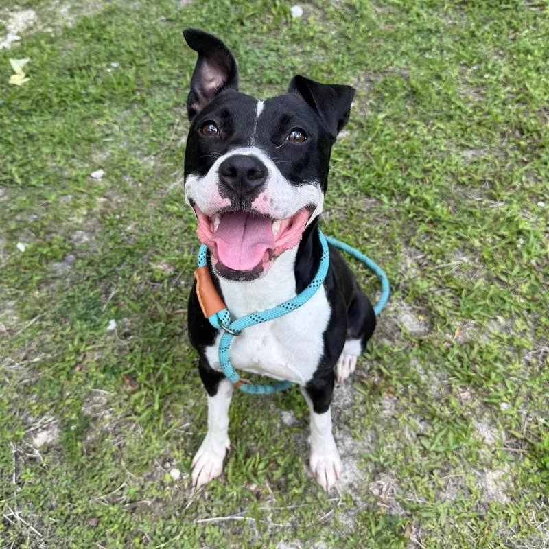 An adult medium-sized female Black Mixed Breed dog named Raven for adoption in Naples, FL