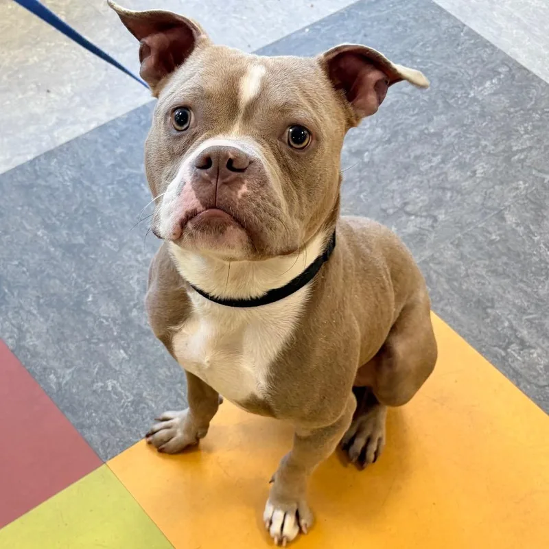 An adult medium-sized male Yellow / Tan / Blond / Fawn Mixed Breed dog named Bow Wow for adoption in Philadelphia, PA