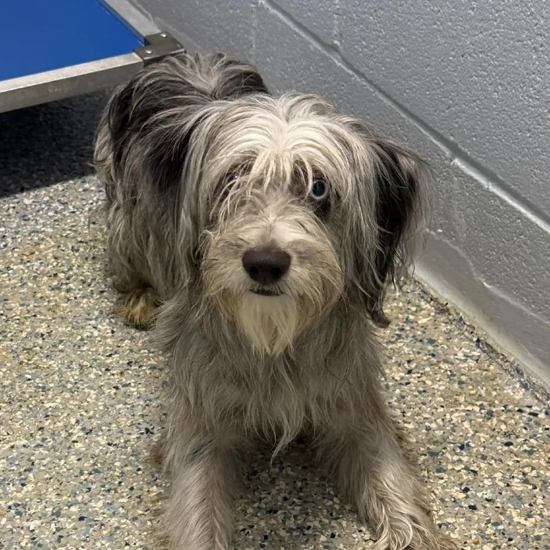 A young small-sized female Mixed Breed dog named Charlotte for adoption in Livingston, TX