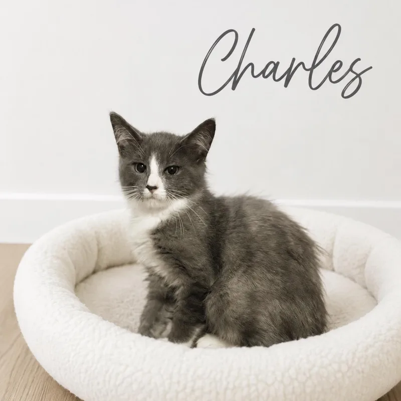 A baby medium-sized male Gray & White Domestic Medium Hair cat named Charles for adoption in Crown Point, IN