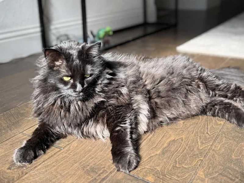 Lilly Jn thumbnail 3