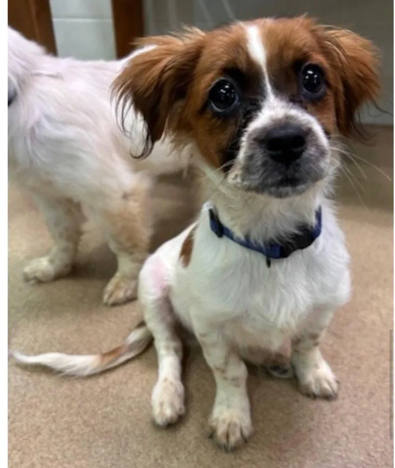 A baby small-sized male Spaniel dog named Jerry for adoption in Bloomfield, CT