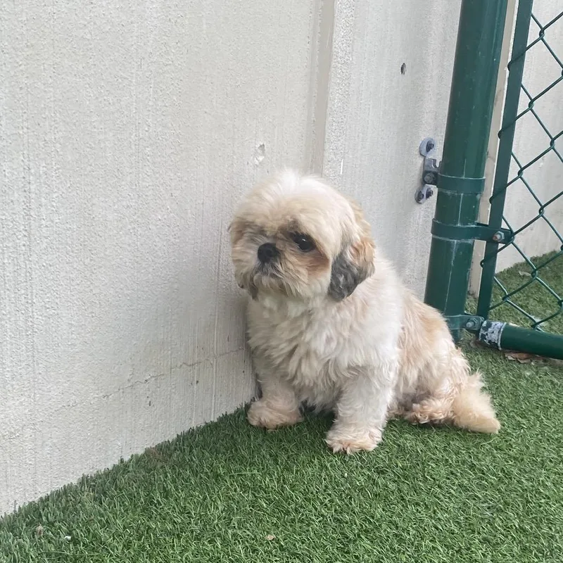 An adult small-sized female White / Cream Shih Tzu dog named Goldie for adoption in LOXAHATCHEE, FL
