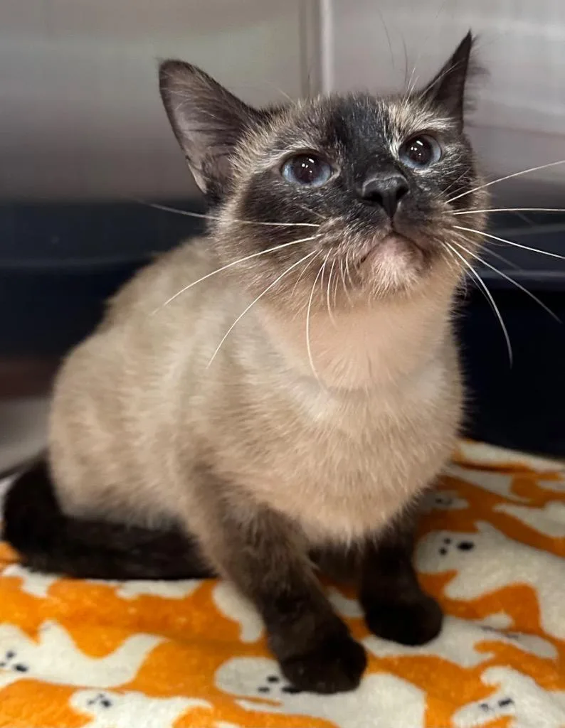 A young small-sized female Domestic Short Hair cat named Novalee for adoption in Stillwater, OK