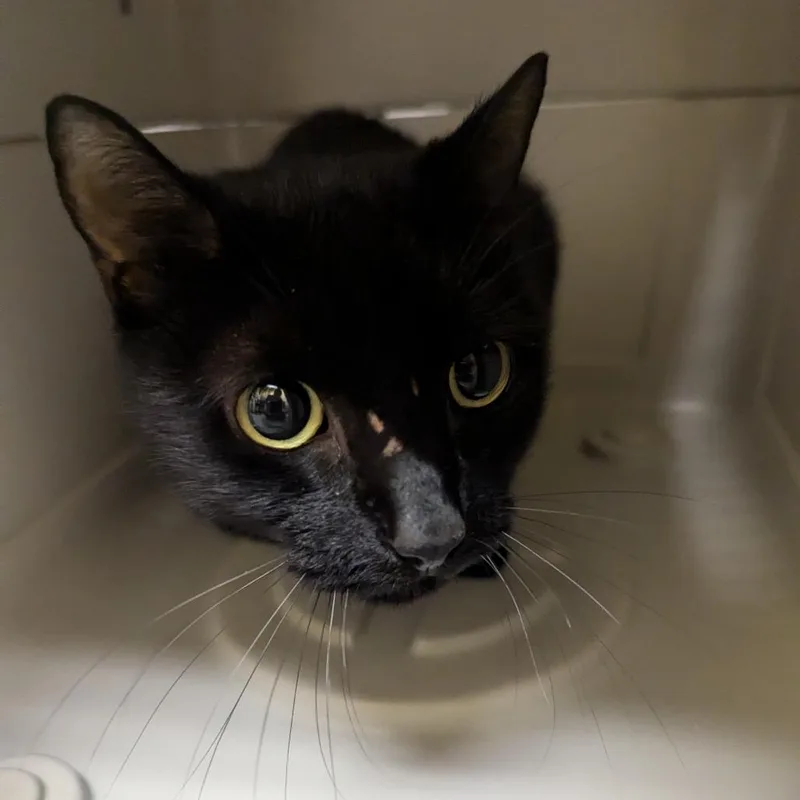 A young medium-sized female Black Domestic Short Hair cat named Hope for adoption in Charlottesville, VA