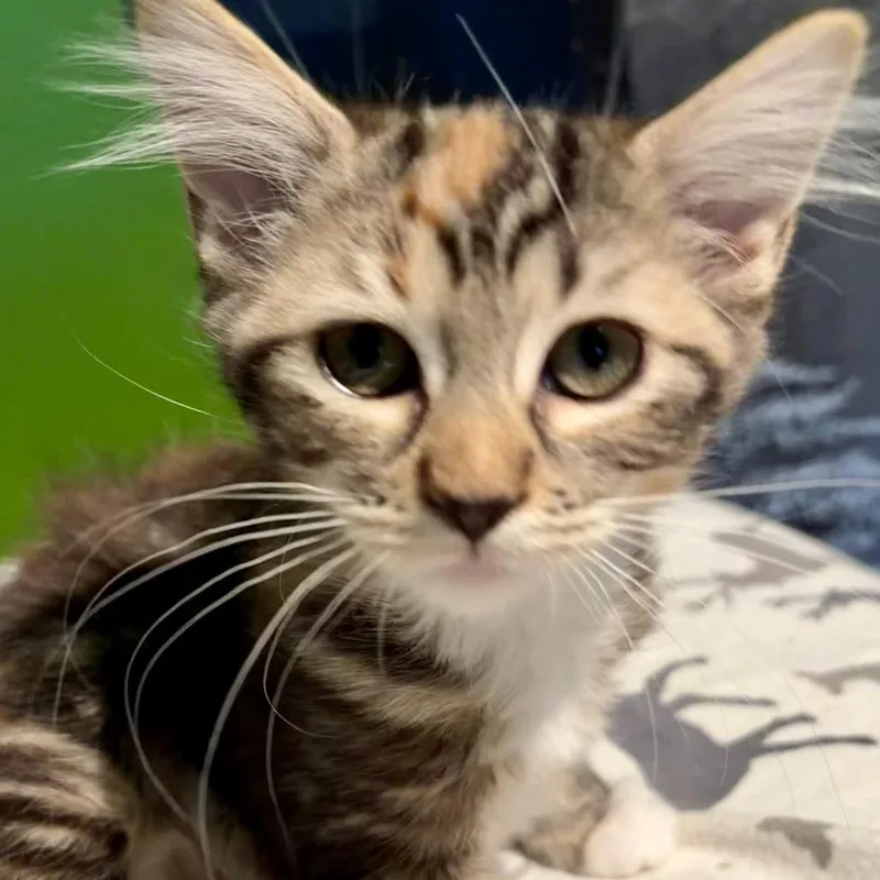 A baby small-sized female Domestic Long Hair cat named Sweetpea for adoption in Hopkinton, MA