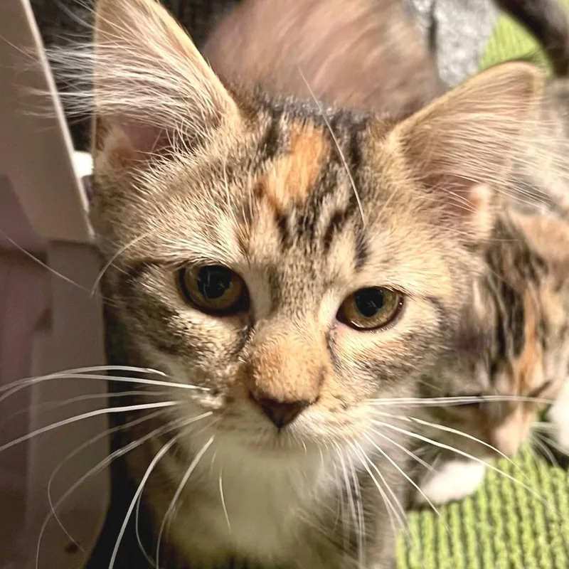 Sweetpea thumbnail 3