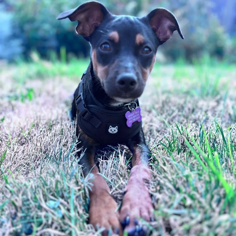 Pickles thumbnail 2