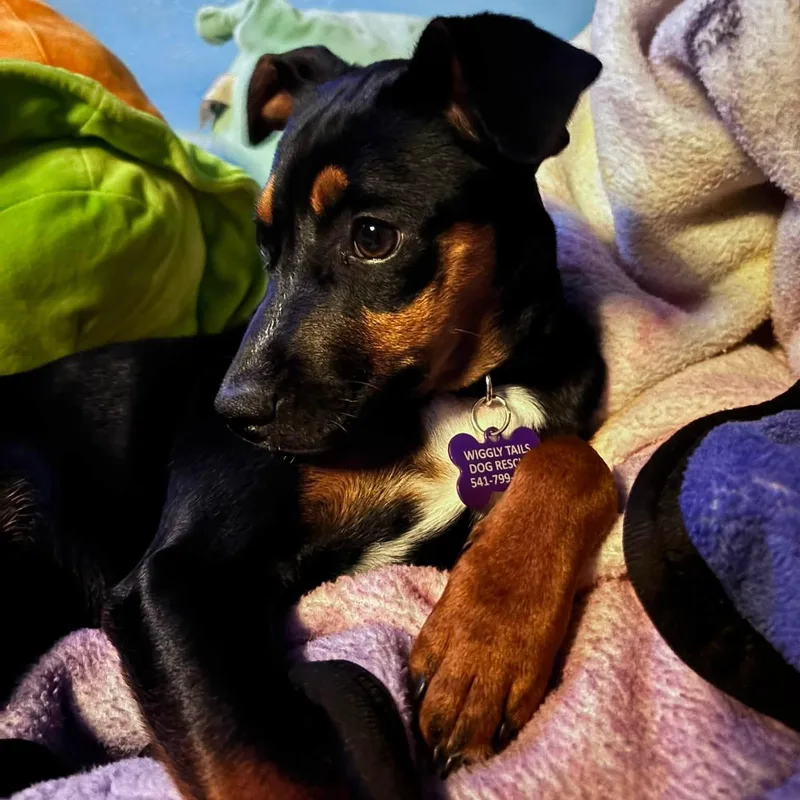 Pickles thumbnail 3