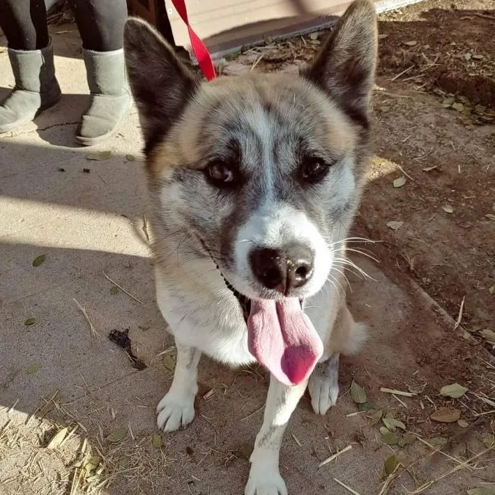 An adult large-sized male Brindle Akita dog named Bear for adoption in Lubbock, TX