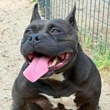 An adult medium-sized female Black English Bulldog dog named Hot Chocolate for adoption in North Charleston, SC