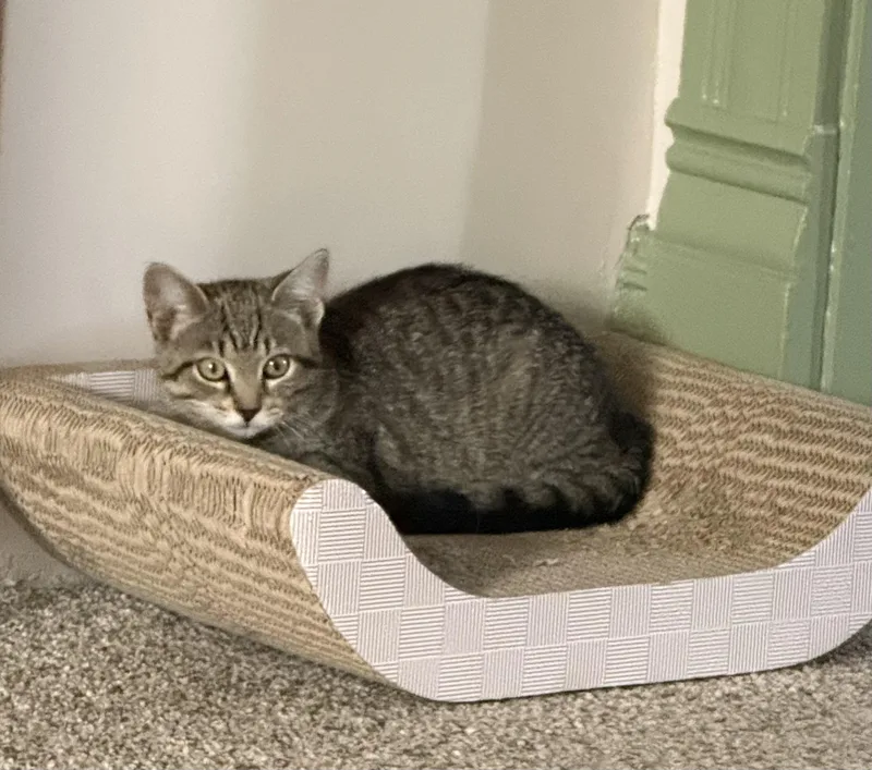A baby small-sized female Domestic Short Hair cat named Reilly for adoption in Bethel Park, PA