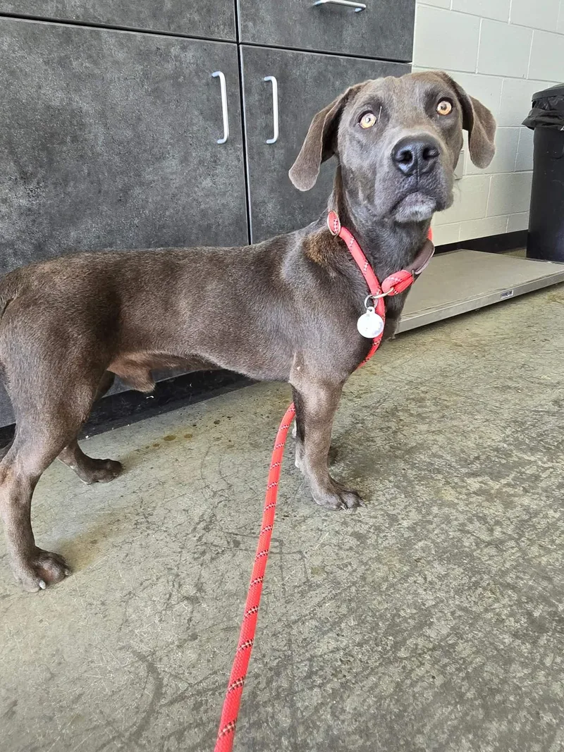 A young medium-sized male Weimaraner dog named Patrick for adoption in North Myrtle Beach, SC