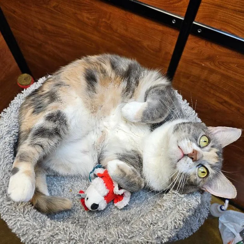 Willow Girl thumbnail 2