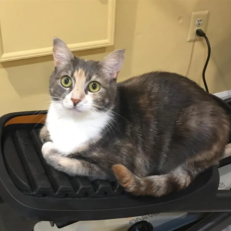 Willow Girl thumbnail 3